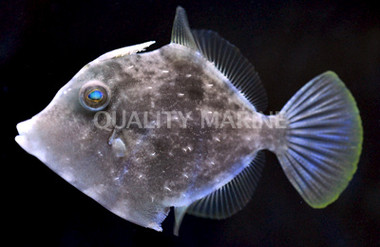 Fringed Filefish