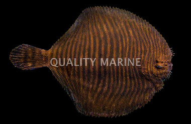 flounderさま個別出品 Quality Marine - Fish - Flounders - Quality Marine