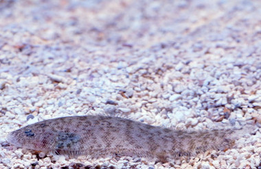 flounderさま個別出品 Quality Marine - Fish - Flounders - Quality Marine