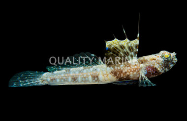 Monster Shrimp Goby  