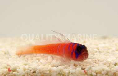 Catalina Goby