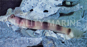 Banded Watchman Goby :: 18565