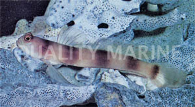 Banded Watchman Goby :: 18565