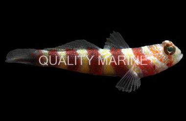 Wheeler's Watchman Shrimp Goby