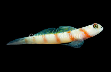 Masked Shrimp Goby