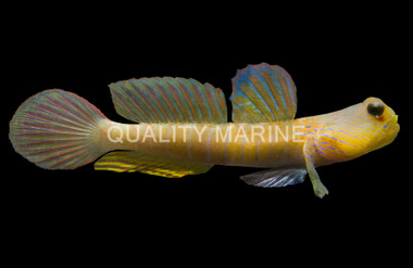 Lagoon Shrimp Goby