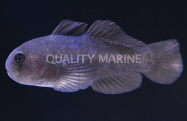 Black Clown Goby :: 18633