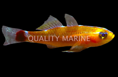 Tevegae Pygmy Goby
