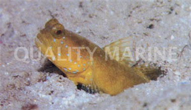 Yellow Watchman Goby w/Shrimp Pair
