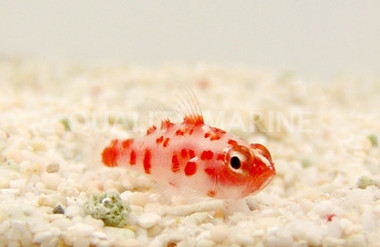 Red Spotted Pygmy Goby