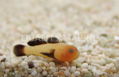 Blackfin Coral Goby