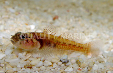 Panther Goby