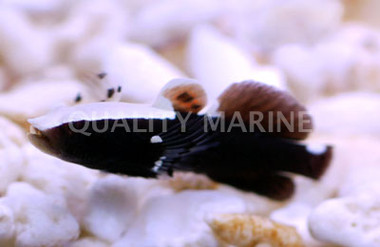 White Cap Goby