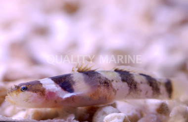 Jaguar Goby :: 18664