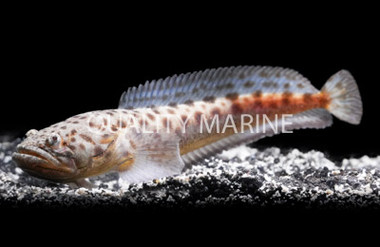 Southern Stargazer :: 18686