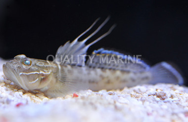 Caribbean Clown Goby
