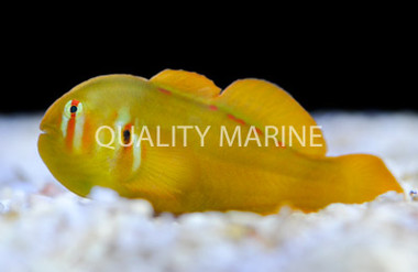 Red Spotted Clown Goby