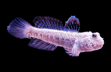 Multibarred Shrimp Goby