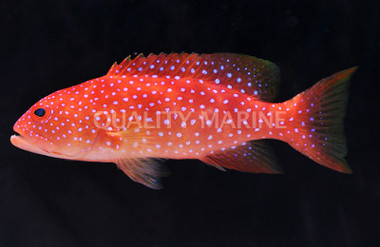 White Edged Lyretail Grouper