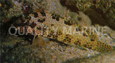 White Speckled Grouper