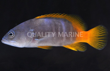 Blue Spotted Grouper