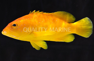 Golden Coney Grouper :: 19046