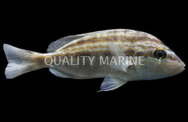 Blue Stripped Grunts