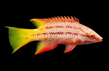 Mexican Hogfish
