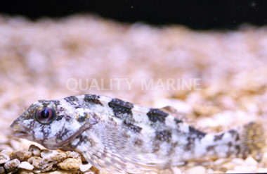 Eastern Kelpfish