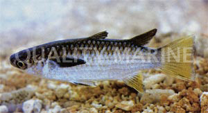 Silver Squaretail Mullet