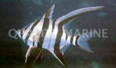 Old Wife Fish