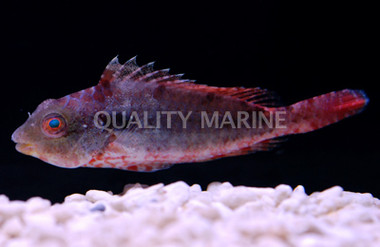Assorted Parrotfish :: 24000