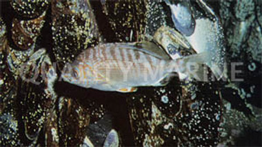 Rainbow Sea Perch