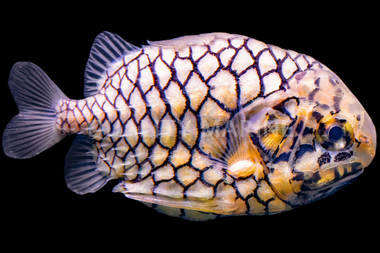 Japanese Pineapplefish