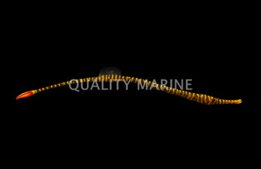 Multi Banded Pipefish