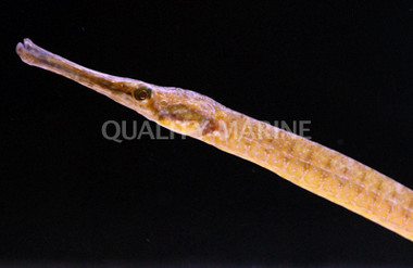 Gulf Pipefish