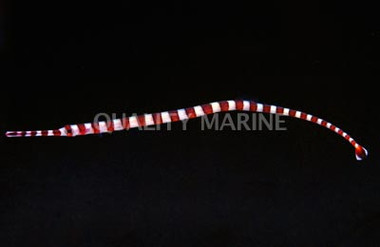 Broad Banded Pipefish