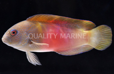 Fire Tailed Dottyback