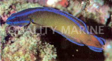 Sailfin Dottyback