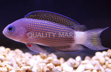 Whitetail Dottyback