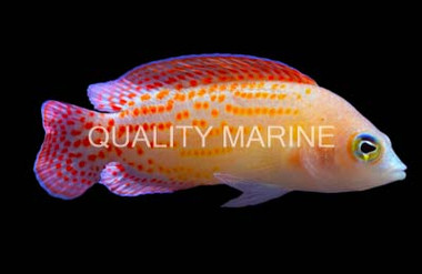 Cherry Dottyback, Male