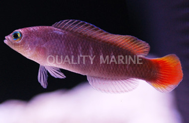 Yellow Breasted Dottyback, Female