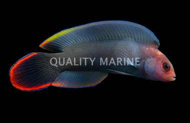 Queensland Dottyback