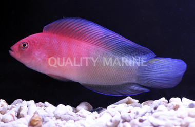 Queensland Dottyback