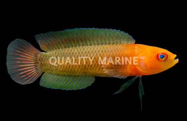 Fine Scaled Dottyback