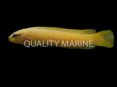 Stripe-Tailed Dottyback :: 26061