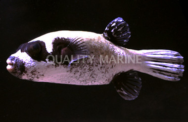 Masked Pufferfish