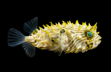 Spiny Box Burrfish
