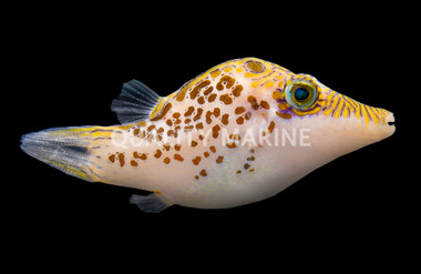 Leopard Toby Pufferfish