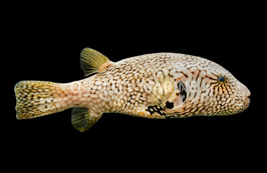 Scribbled Pufferfish